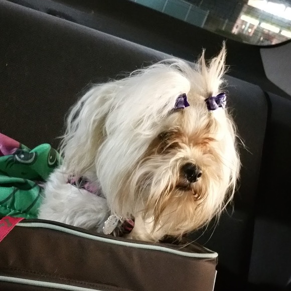 Meet your Posher, Kelsey - Picture 1 of 1